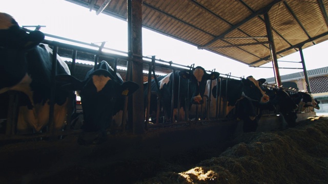 慢镜头的生态奶牛用于生物奶制品工业，在阳光照耀下，在农场的牛棚里吃干草