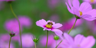 蜜蜂在花朵