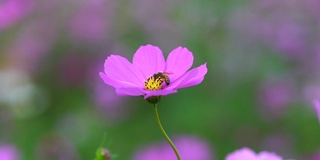 蜜蜂在花朵