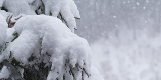 雪片在暴风雪中飘落在松树上。缓慢的运动。寒冷的天气和冬天的主题。红色的相机。