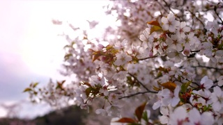 日本樱花视频素材模板下载