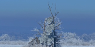 白霜在树上