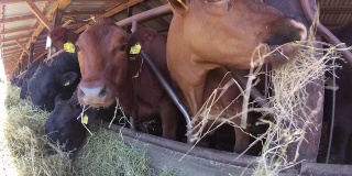 牛在牲口棚里吃干草