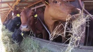 牛在牲口棚里吃干草视频素材模板下载