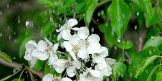 雨中盛开的樱花枝。特写镜头。缓慢的运动。水滴落在绿叶和白花上。关闭了。春天樱花盛开。