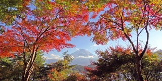富士山的红色枫叶或秋天的树叶在丰富多彩的秋天季节附近藤川口子，山梨县。五湖。树木在日本与蓝天。自然环境背景