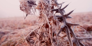 第一次霜冻时一株多刺植物的特写。