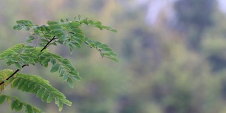 宁静的自然保护区，Torbiere del Sebino附近的伊塞奥，伦巴第