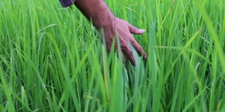 农用手温柔地抚摸着稻田里的一株幼稻。慢镜头
