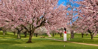 日本和服少女和樱花盛开的3D动画
