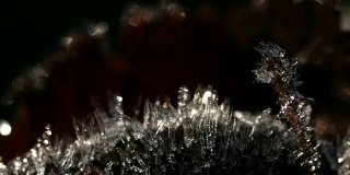 慢速拍摄，苔藓和小树枝上的冰融化，冬天