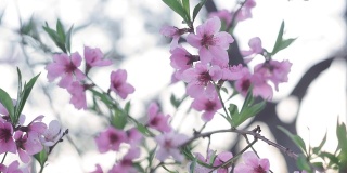 美丽的桃树花在花园里特写。春天的季节