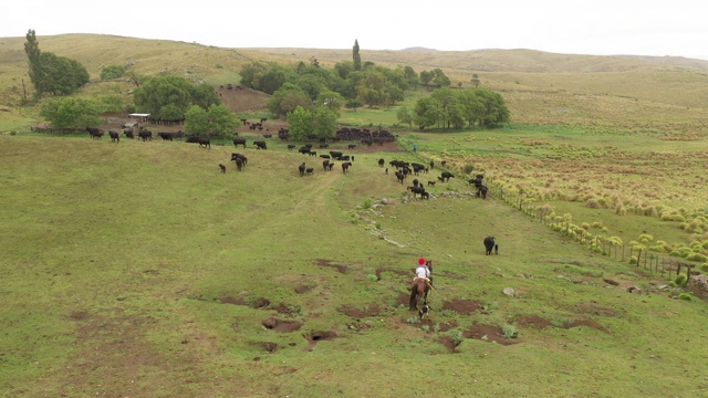 马背上的阿根廷高乔牧人带着牛群回到牧场