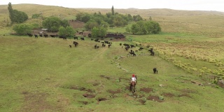 马背上的阿根廷高乔牧人带着牛群回到牧场