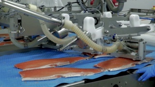鲑鱼产业视频素材模板下载