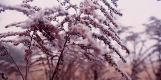 秋天的植物在初霜的雪中生长。