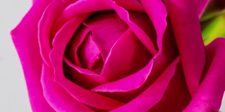 4k垂直时间间隔的玫瑰花盛开和生长在一个白色的背景。蔷薇盛开的花朵。垂直时间推移比例在9:16手机和社交媒体就绪。