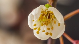 野生梅花盛开在一个垂直格式时间流逝4k视频。核果花在春天开花。视频素材模板下载