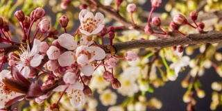 野生梅花盛开在一个垂直格式时间流逝4k视频。核果花在春天开花。