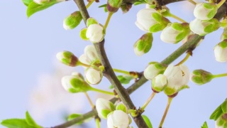 野生梅花盛开在一个垂直格式时间流逝4k视频。核果花在春天开花。视频素材模板下载