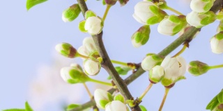 野生梅花盛开在一个垂直格式时间流逝4k视频。核果花在春天开花。