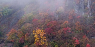 日本日光森林的秋天