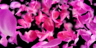 粉红色玫瑰花瓣下落可循环背景在4K