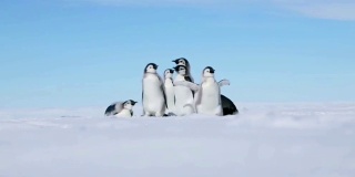 企鹅在南极