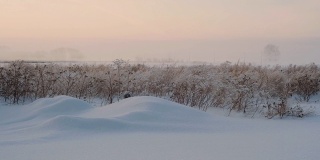 干草在一层雪下的田野里。美丽的冬天的风景。