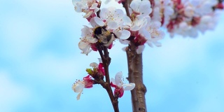 这是春天。蓝天下杏花枝。抽象模糊的背景。美丽的自然景色与开花的树木和阳光
