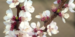 这是春天。蓝天下杏花枝。抽象模糊的背景。美丽的自然景色与开花的树木和阳光