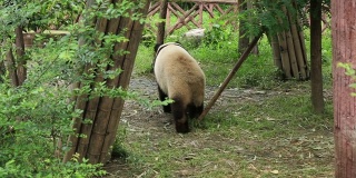 大熊猫在动物园里散步