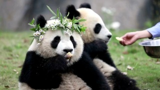 熊猫在动物园视频素材模板下载
