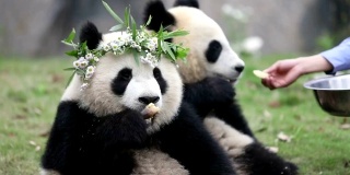 熊猫在动物园