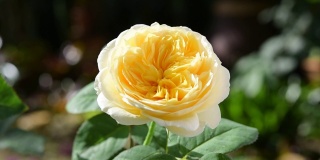 美丽的黄色玫瑰与晨光在花园里。