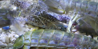 水里的螳螂虾