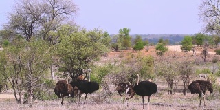 南非克鲁格国家公园的非洲鸵鸟