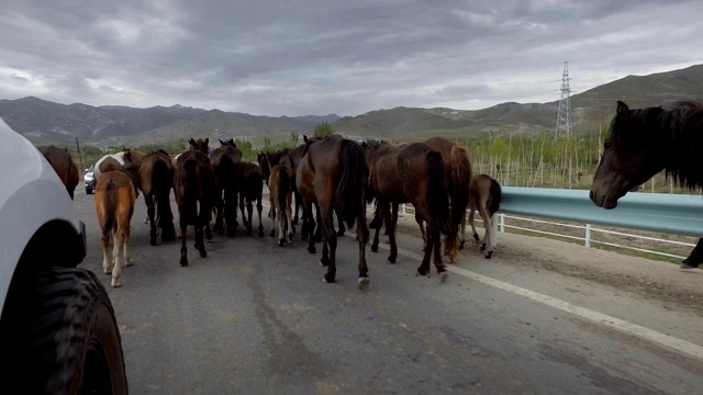 中国新疆，汽车在路上行驶着一大群马。