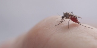 蚊子吸人血