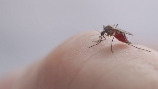 蚊子吸人血视频素材模板下载