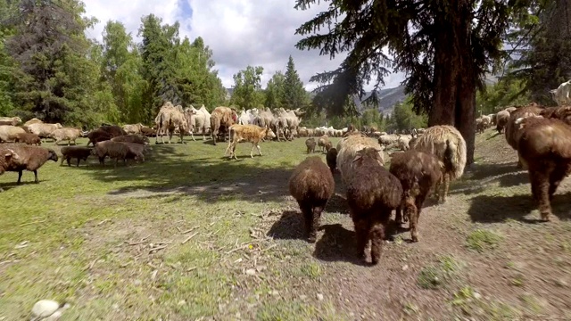 中国新疆，牧民在夏季牧场放牧。