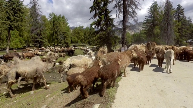 中国新疆，牧民在夏季牧场放牧。