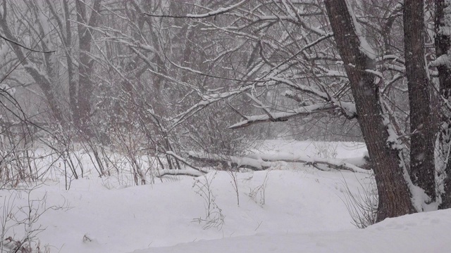 冬季降雪风暴树排列公园丹佛科罗拉多州