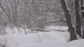 冬季降雪风暴树排列公园丹佛科罗拉多州视频素材模板下载