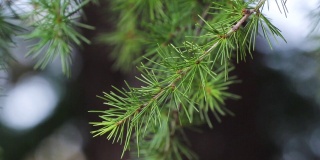 一棵圣诞树上的绿色树枝，上面的尖针在风中摆动