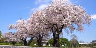 樱花或樱花树在日本东京的一个公园