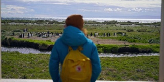 在火地岛上，一名女子看着国王企鹅