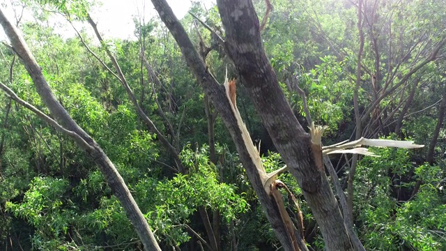 超强台风“山竹”过后，中国森林里的树木被折断