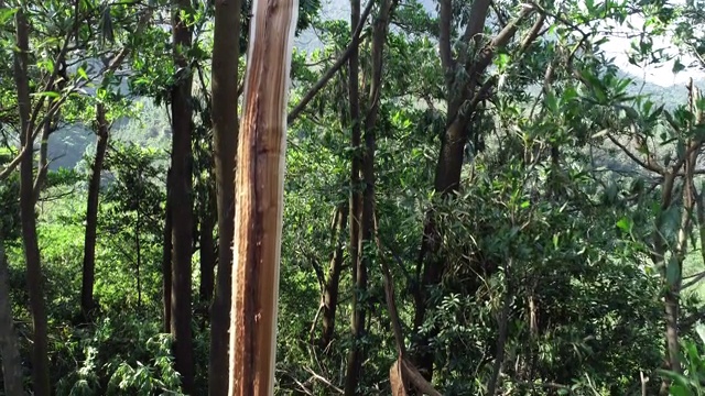 超强台风“山竹”过后，中国森林里的树木被折断