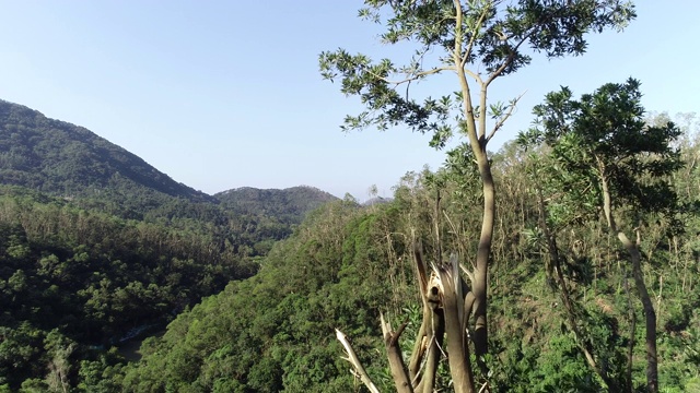 超强台风“山竹”过后，中国森林里的树木被折断